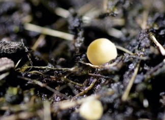 Nawozy z technologią kontrolowanego uwalniania azotu, potasu i fosforu