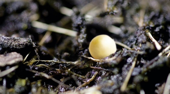 Nawozy z technologią kontrolowanego uwalniania azotu, potasu i fosforu