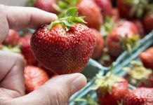 Olbrzymia truskawka pełna smaku