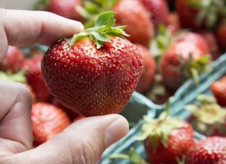 Olbrzymia truskawka pełna smaku