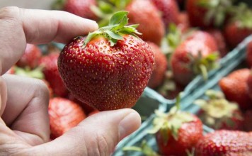 Olbrzymia truskawka pełna smaku