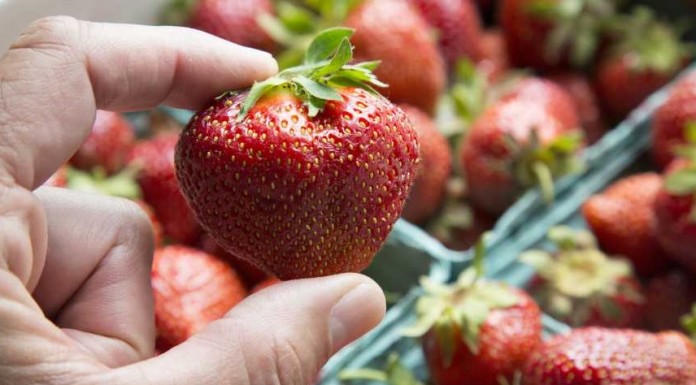 Olbrzymia truskawka pełna smaku