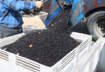 Aronia nie da zarobić w tym roku