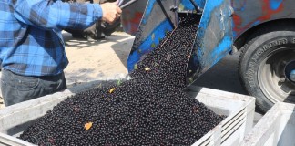 To może być najtrudniejszy sezon dla owoców przemysłowych w historii, cz. 4: aronia, agrest, jagoda kamczacka i borówka