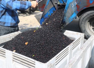 To może być najtrudniejszy sezon dla owoców przemysłowych w historii, cz. 4: aronia, agrest, jagoda kamczacka i borówka