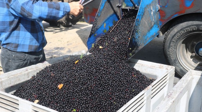 Sezon 2020 okiem ekonomisty (cz. IV) – agrest i aronia