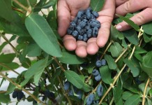 Uprawa jagody kamczackiej w Polsce, cz. II