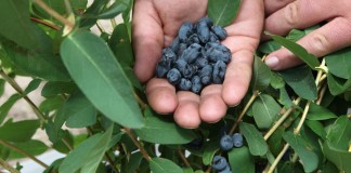 Uprawa jagody kamczackiej w Polsce, cz. II