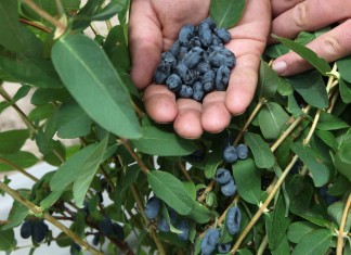 Uprawa jagody kamczackiej w Polsce, cz. II