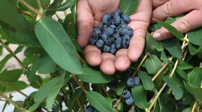 Uprawa jagody kamczackiej w Polsce, cz. II