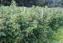 Aminokwasy w malinach