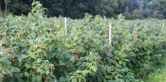 Aminokwasy w malinach