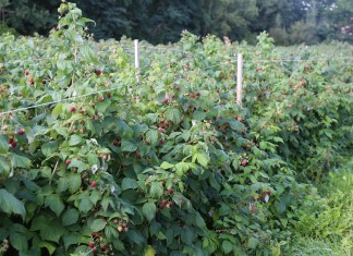 Aminokwasy w malinach