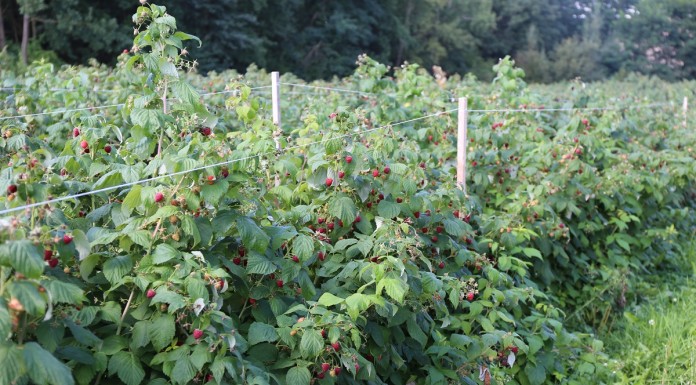 Aminokwasy w malinach