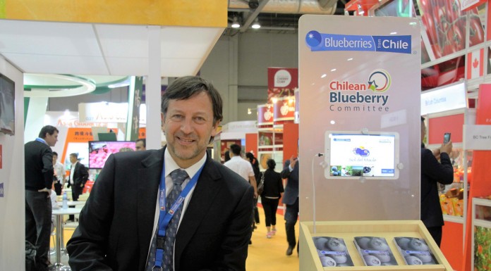 Produkcja borówek w Chile stabilnie rośnie