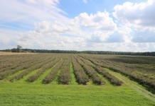 Aronia w 2016 okiem plantatora