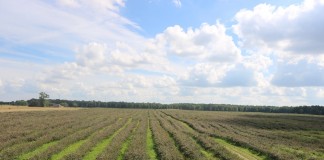 Aronia w 2016 okiem plantatora