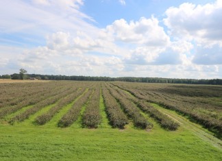 Aronia w 2016 okiem plantatora