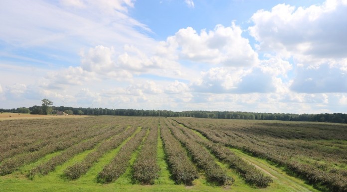 Aronia w 2016 okiem plantatora