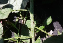 Szkodniki niszczące pędy malin