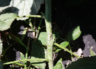 Szkodniki niszczące pędy malin