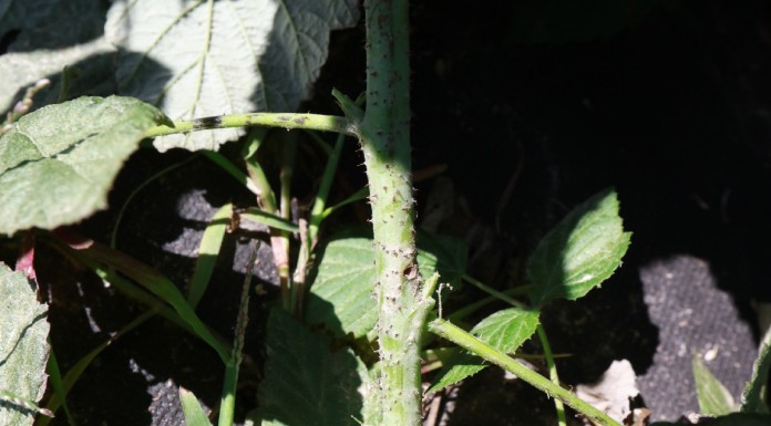 Szkodniki niszczące pędy malin