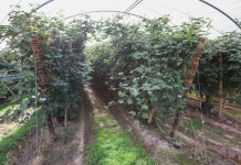 Wzrost areału upraw jagodowych w prowincji Huelva