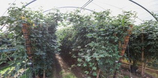 Wzrost areału upraw jagodowych w prowincji Huelva