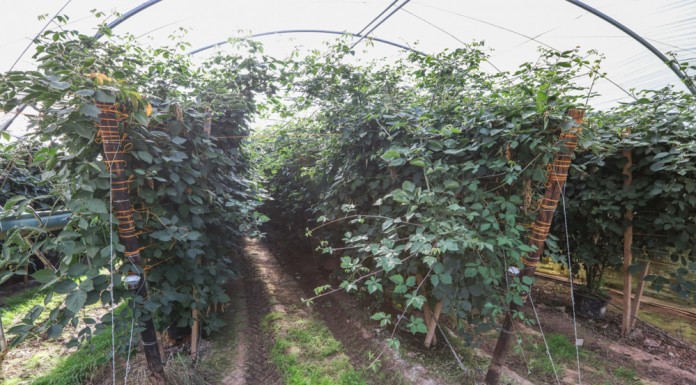 Na które jagodowe nisze warto postawić? (cz. 2)