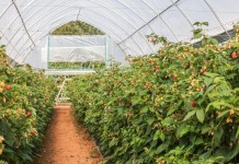 Nawożenie dolistne malin