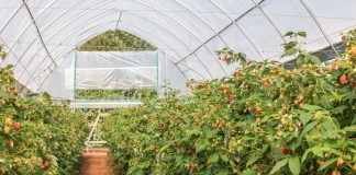 Nawożenie dolistne malin