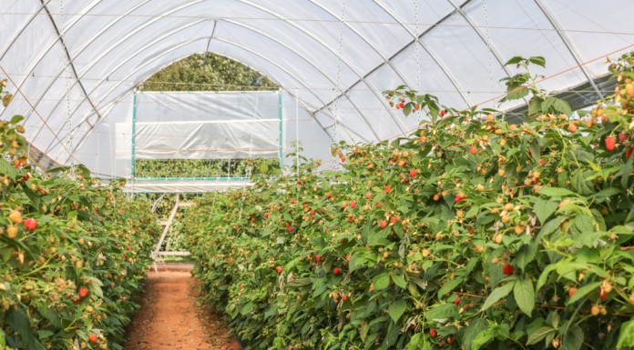 Nawożenie dolistne malin