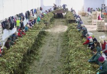 Sadzonki truskawek najlepiej się udają w Polsce