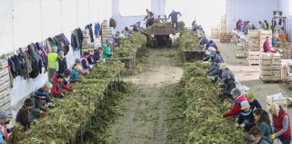 Sadzonki truskawek najlepiej się udają w Polsce