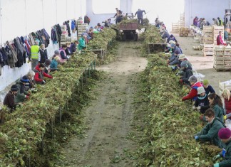 Sadzonki truskawek najlepiej się udają w Polsce