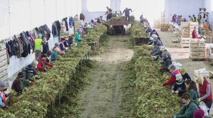 Sadzonki truskawek najlepiej się udają w Polsce