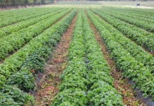 Dlaczego plony truskawek w 2017 mogą być niskie?