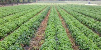 Dlaczego plony truskawek w 2017 mogą być niskie?