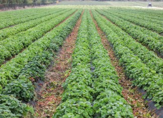 Dlaczego plony truskawek w 2017 mogą być niskie?