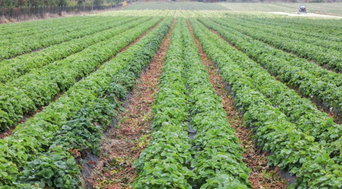 Dlaczego plony truskawek w 2017 mogą być niskie?