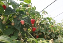 Nowoczesna uprawa malin w Polsce i w Europie