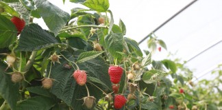 Nowoczesna uprawa malin w Polsce i w Europie