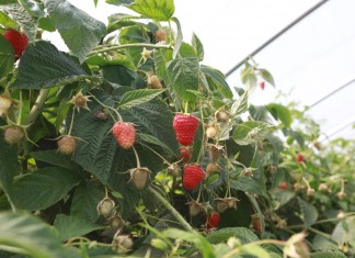 Nowoczesna uprawa malin w Polsce i w Europie