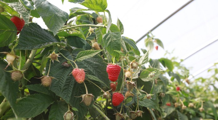 Nowoczesna uprawa malin w Polsce i w Europie