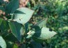 Zwalczanie szkodników glebowych na plantacjach