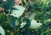 Zwalczanie szkodników glebowych na plantacjach