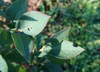 Zwalczanie szkodników glebowych na plantacjach