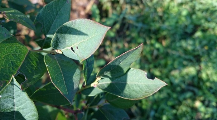 Zwalczanie szkodników glebowych na plantacjach
