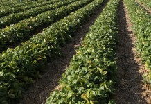 Przygotowanie truskawek do zimy