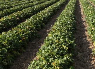 Przygotowanie truskawek do zimy